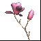 Букет магнолий 1